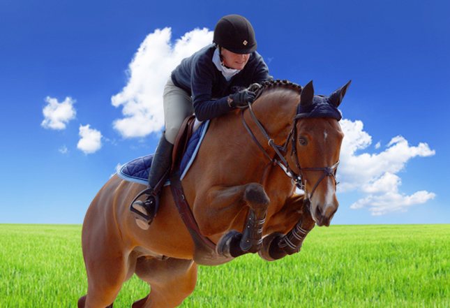 Hunter jumper horse and rider